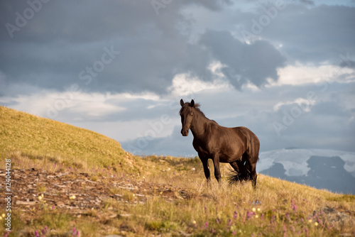 brown horse in mountain hill © rammellzee