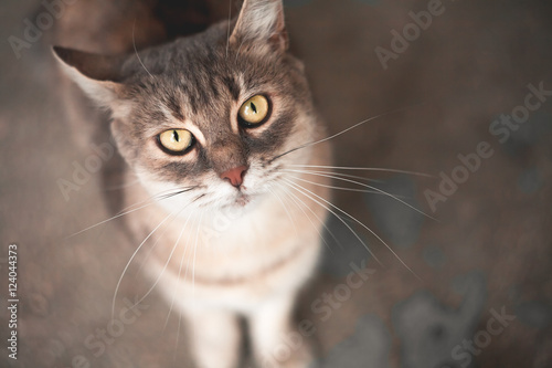 Wallpaper Mural Cute cat walking in the city Torontodigital.ca