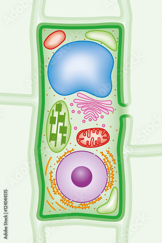 Plant cell structure cross-section with Green cell wall, membranes, and chloroplasts, purple nucleus, orange endoplasmic reticulum and ribosomes, blue vacuole, pink Golgi body and red mitochondria.
