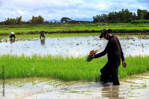 Fototapeta Naklejka Na Ścianę i Meble -  Farmer plants rice in field