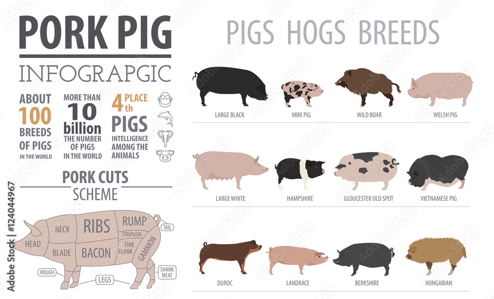 Pigs, hogs  breed infographic template. Flat design