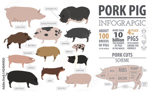Pigs, hogs  breed infographic template. Flat design