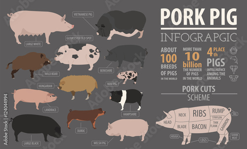 Pigs, hogs  breed infographic template. Flat design