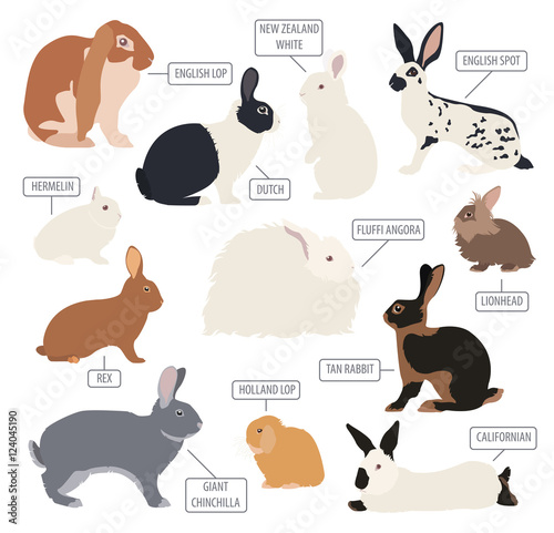 Rabbit, lapin breed icon set. Flat design