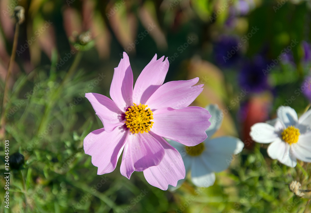One autumn purple flower on green background One autumn purple flower on green background