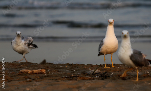 seagulls at the beach in summer