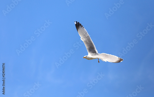 Free white seagull flying in the sky