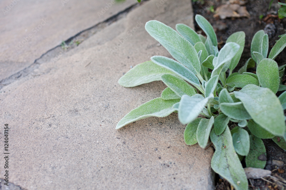 Obraz premium Lamb's Ear (Stachys byzantina, Stachys Lanata or Stachys 