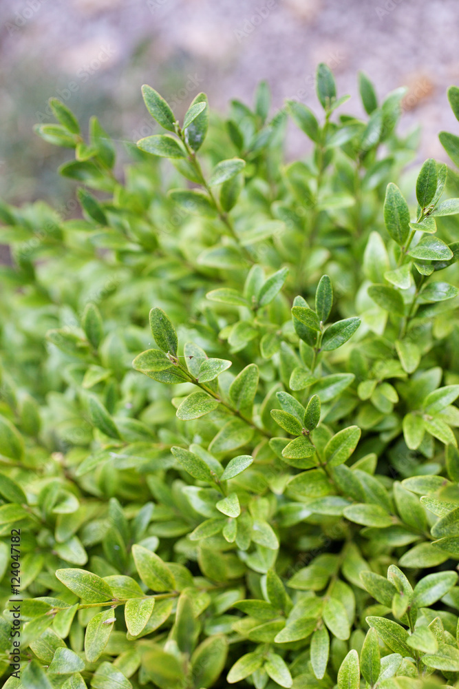 Buxus sempervirens bush - details and texture on the leaves Buxus sempervirens bush - details and texture on the leaves