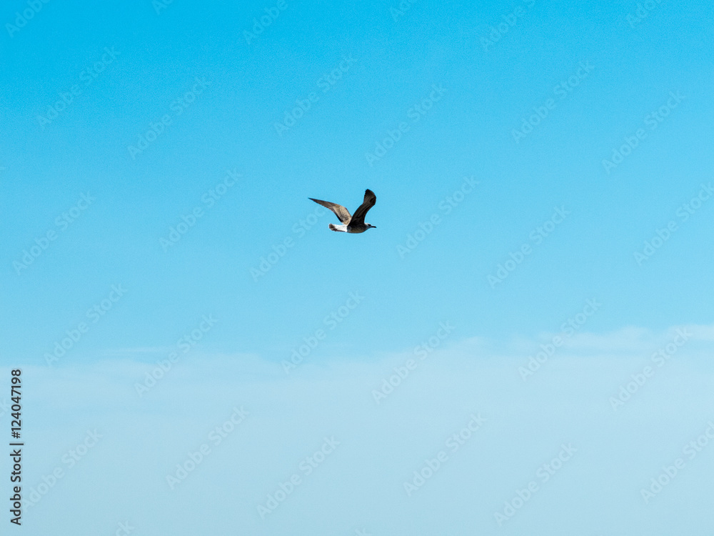 Gaviota volando sobre cielo azul