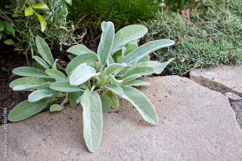 Lamb's Ear (Stachys byzantina, Stachys Lanata or Stachys 