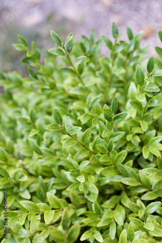 Buxus sempervirens bush - details and texture on the leaves