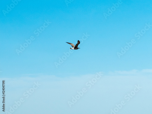 Gaviota volando sobre cielo azul