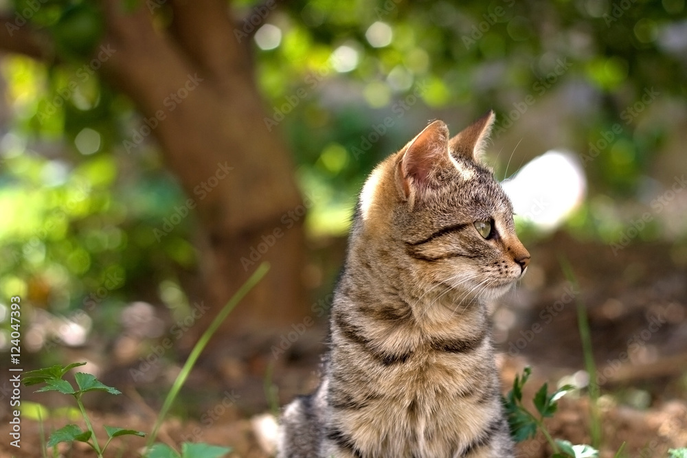 Cute tabby cat in the garden. Selective focus. 