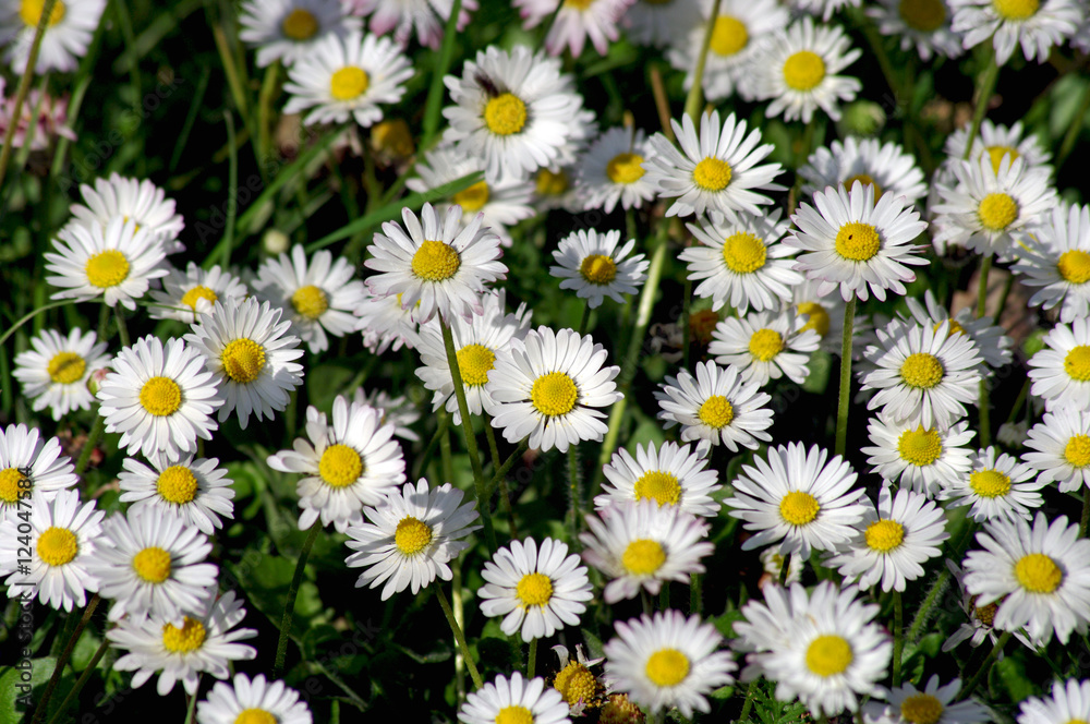 gänseblümchen gänseblümchen