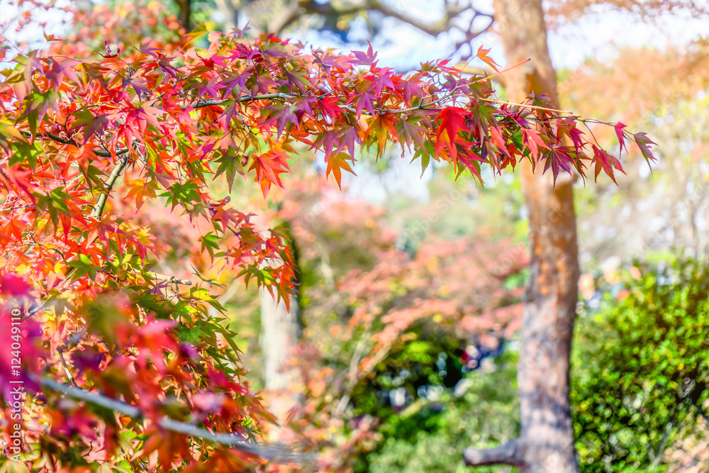 Colorful Red Maple Leaf Vibrant Tree in Japan Autumn Colorful Red Maple Leaf Vibrant Tree in Japan Autumn