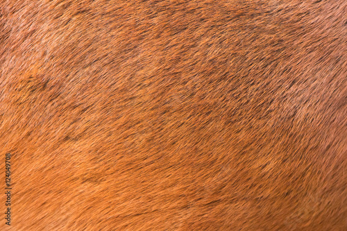 natural fur texture background