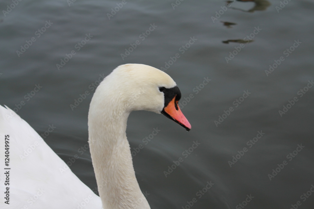 Side profile of a swan Side profile of a swan