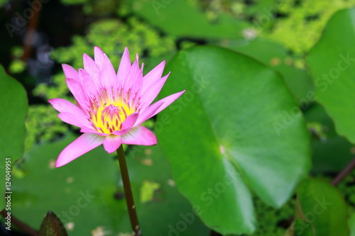 Lotus Pond  water lily 