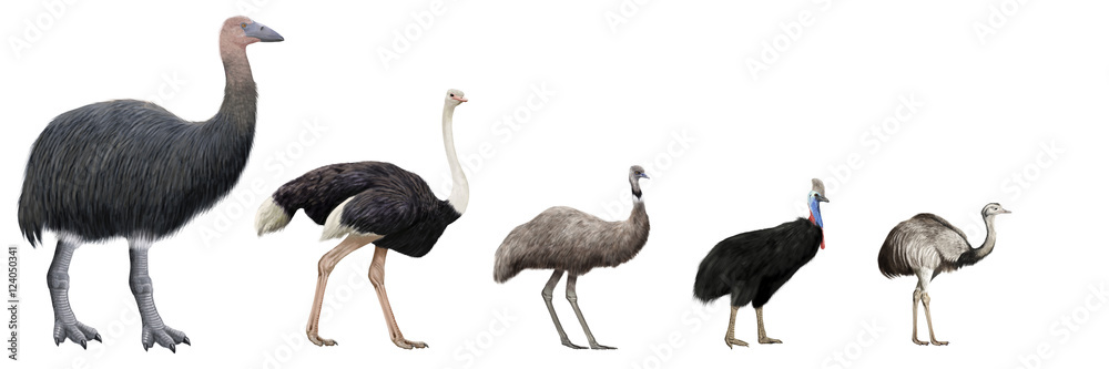 Fototapeta premium Flightless large birds comparation