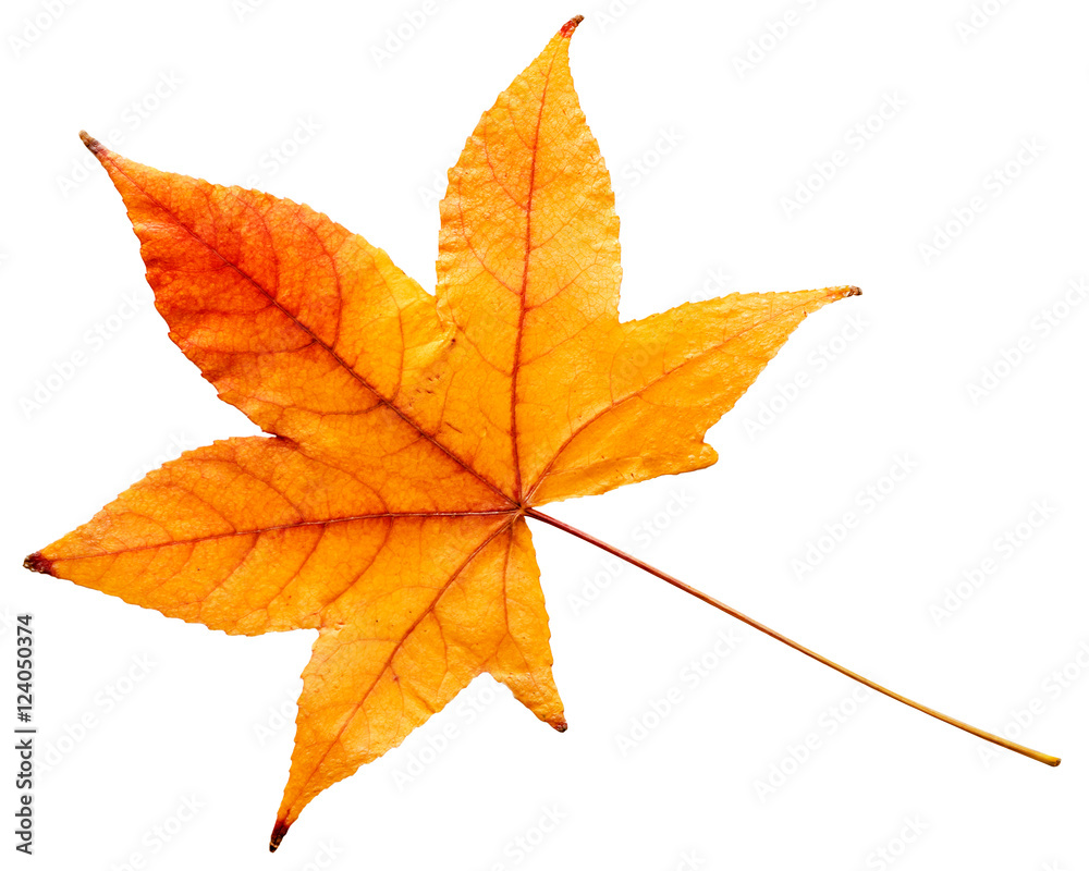 Fall leaf isolated on white Fall leaf isolated on white