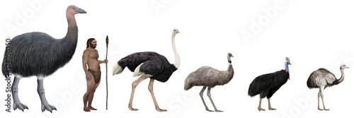 Fototapeta Flightless large birds comparation vs human