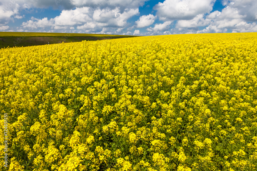 Obraz premium Поле ромашек и цветущей горчицы синее небо облака