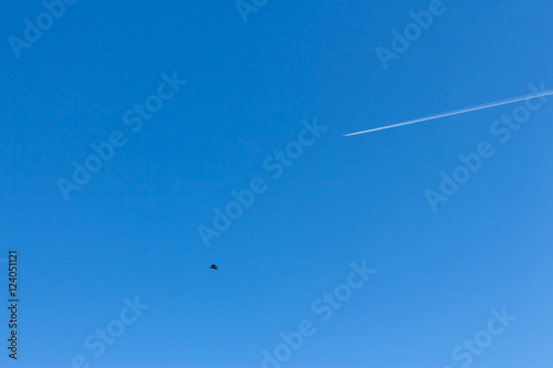 Flying airplane and a bird in the clear blue sky and the trace of the plane