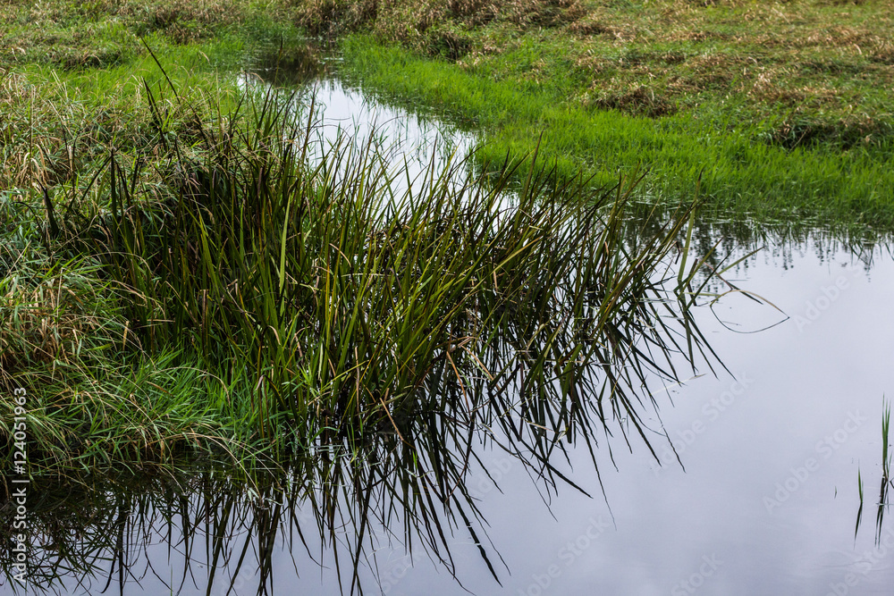 Obraz premium Marsh Water
