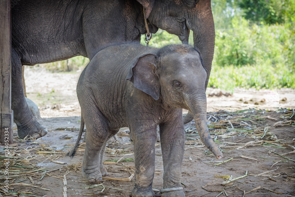 Fototapeta premium elephant
