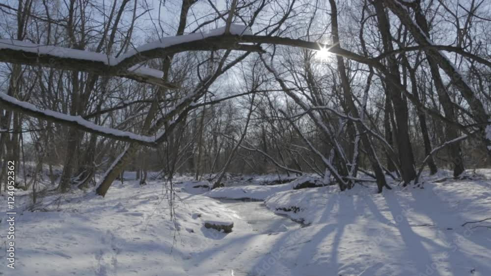 Winter beauty scene, sun shines through trees.