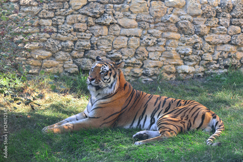 Fototapeta Naklejka Na Ścianę i Meble -  The Amur tiger is lying on the grass at the zoo