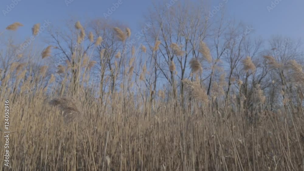 Tall reed plants blow in the wind. Tall reed plants blow in the wind.