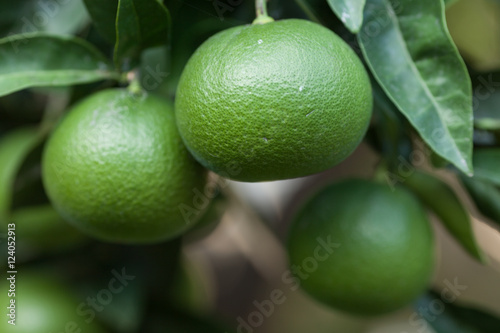 Green mandarins fruits
