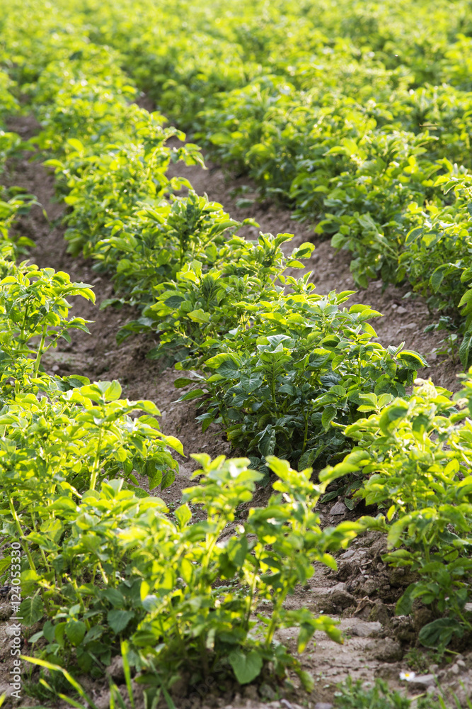 potato field, selective focus potato field, selective focus
