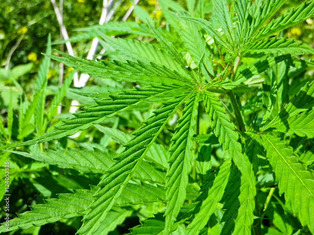 Bushes of the cannabis plant Bushes of the cannabis plant