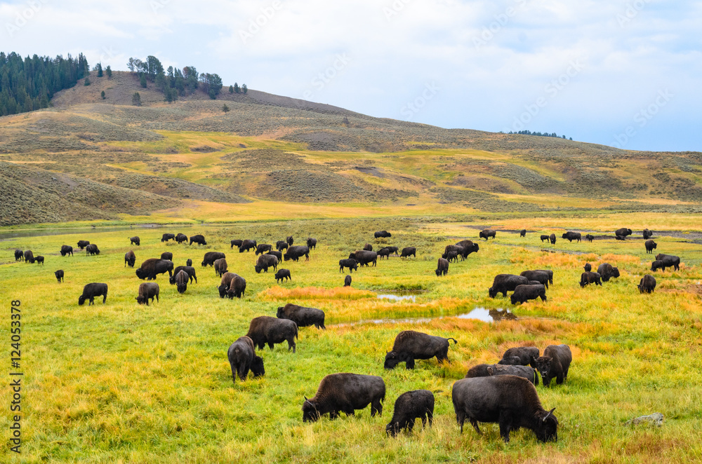 Obraz premium Yellowstone National Park