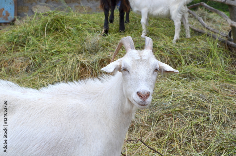 Белые козлята на природе 