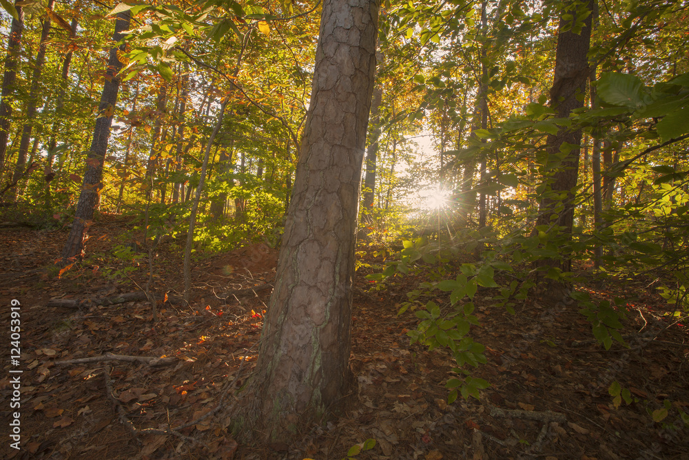 An autumn view of sunlight shining through a forest  in North Carolina.