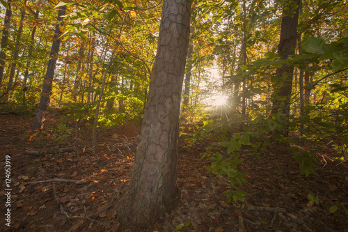 An autumn view of sunlight shining through a forest in North Carolina.