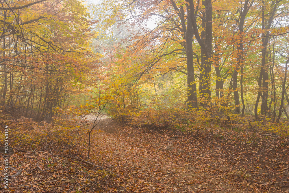 Obraz premium Back road in Crimean forest at misty autumnal day