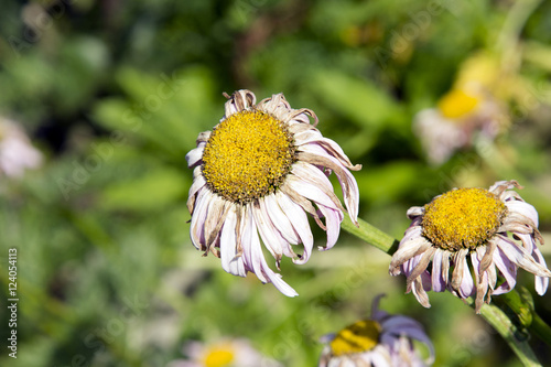 Φωτογραφία withered daisies in the garden