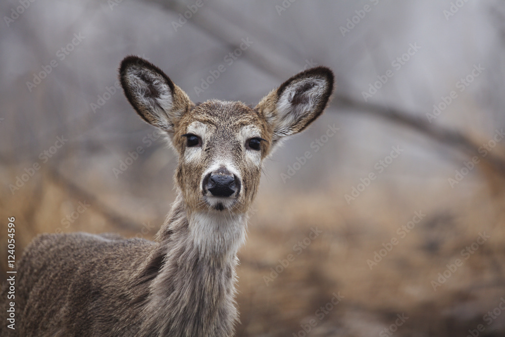 Deer In The Brush; Thunder Bay, Ontario, Canada Deer In The Brush; Thunder Bay, Ontario, Canada