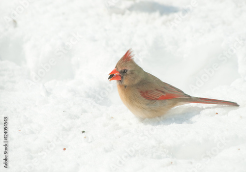 Female Northern Cardinal peeling a sunflower seed in snow © pimmimemom