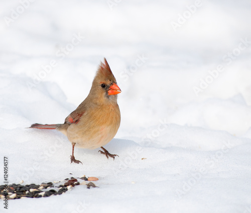 Beautiful female Northern Cardinal eating seeds on snowy ground © pimmimemom