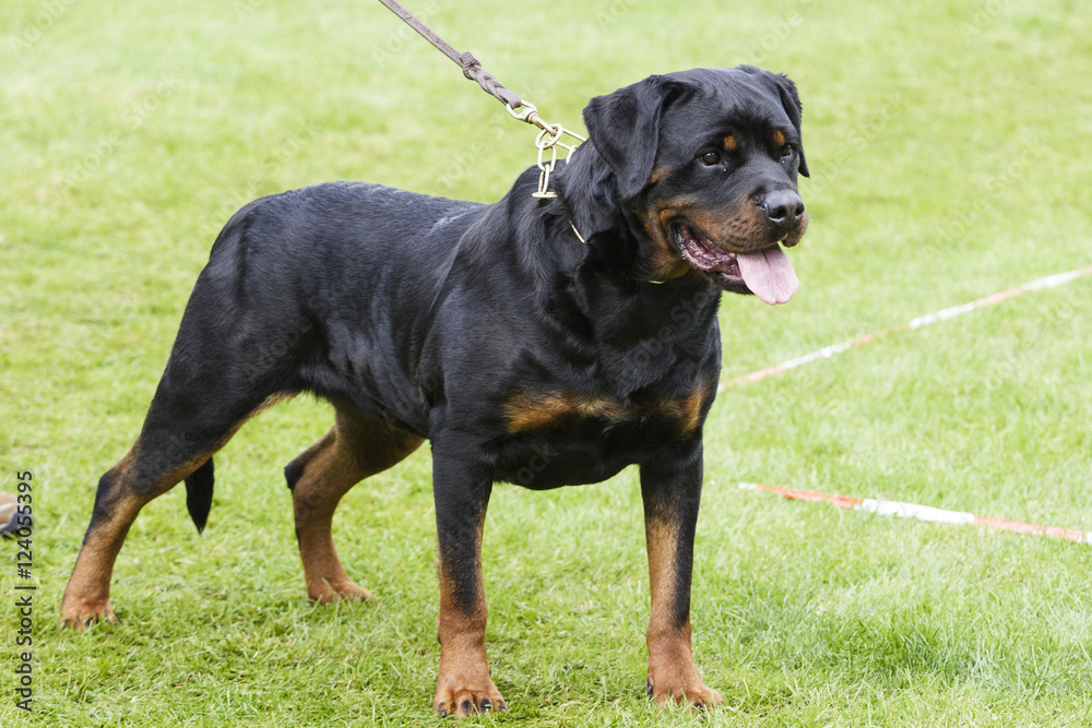 Rottweiler dog portrait outdoors Rottweiler dog portrait outdoors