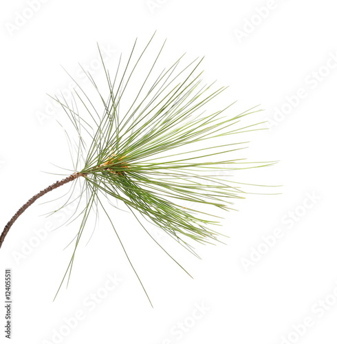 fir tree branch isolated on white