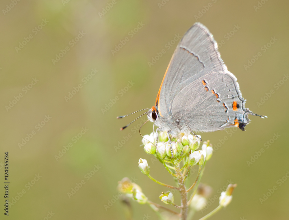 Fototapeta premium Tiny, delicate Gray Hairstreak butterfly feeding on a spring flower against green background