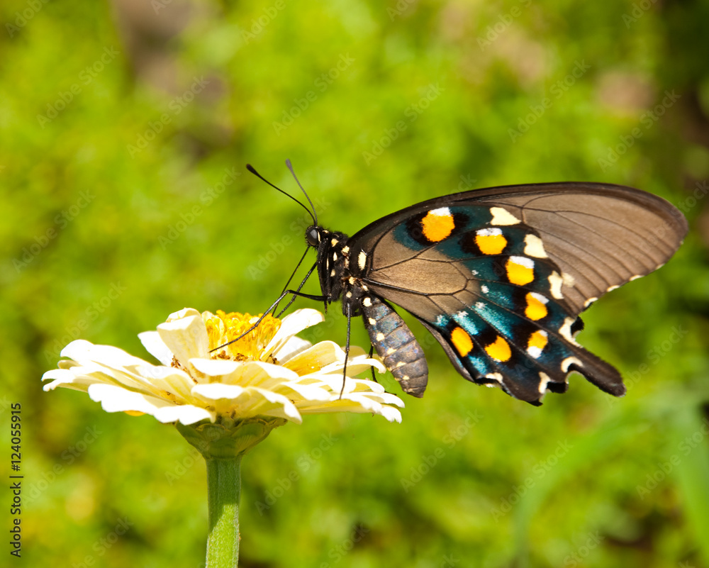 Green Swallowtail butterfly feeding on a yellow Zinnia flower Green Swallowtail butterfly feeding on a yellow Zinnia flower