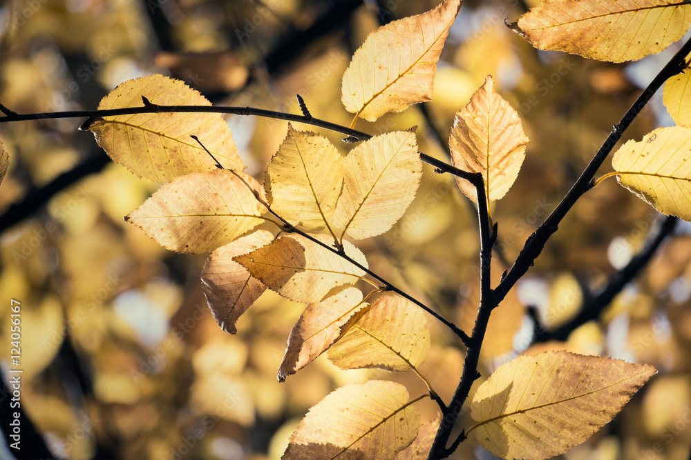 Obraz premium yellow leaves in fall on a tree branch